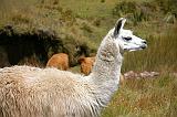 ECUADOR - Lama - 2